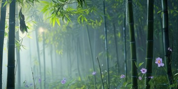 倩女幽魂手游不同渠道版本共通吗？