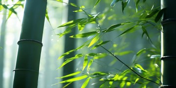楚留香手游用什么镜头合适呢？